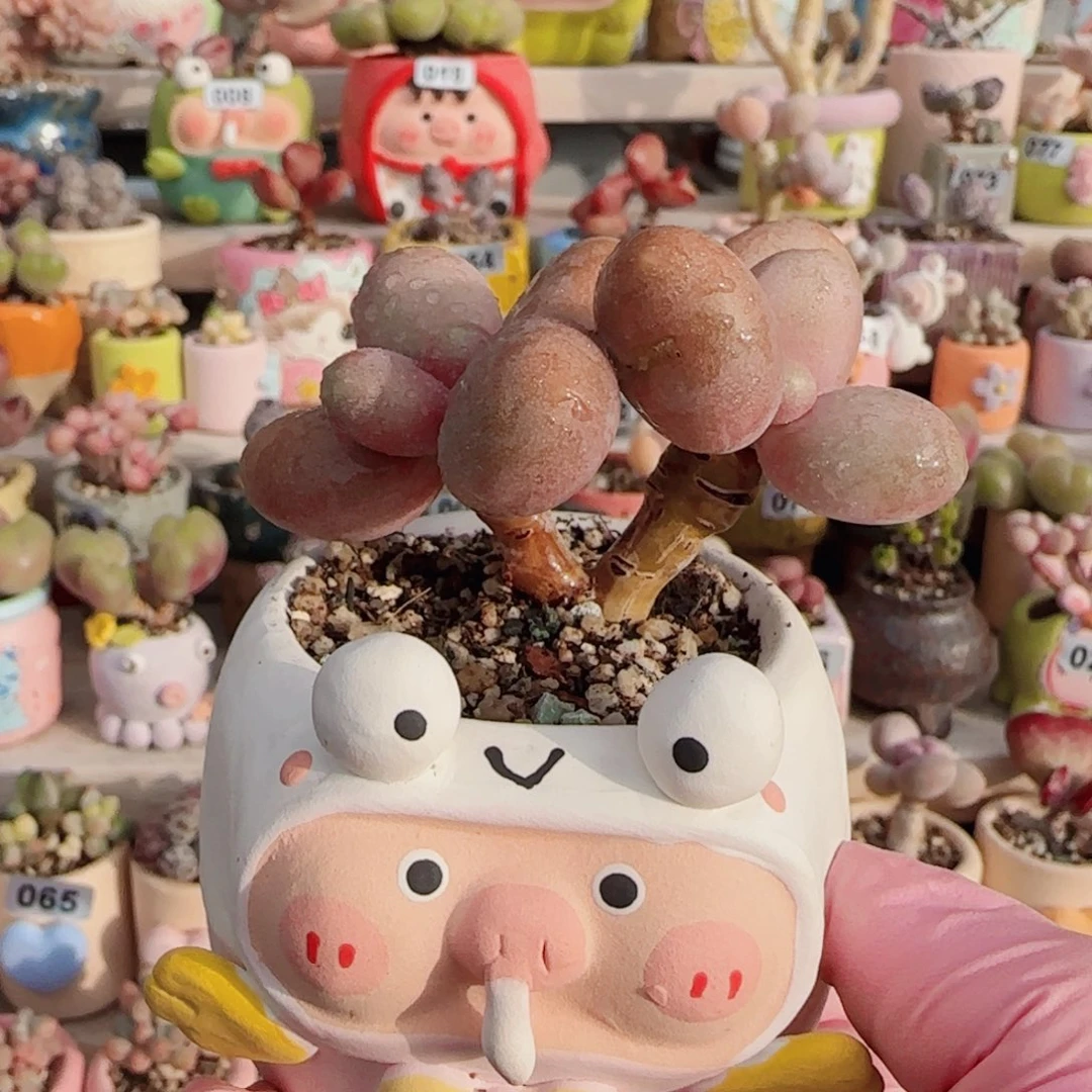 想****双头芒果奶 运费已减