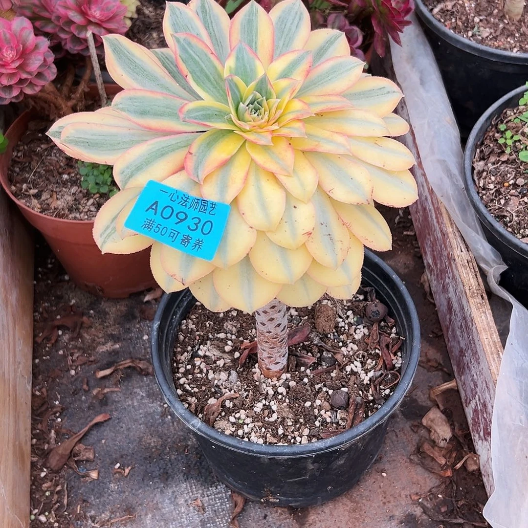 灿烂、老桩、0930多肉植物