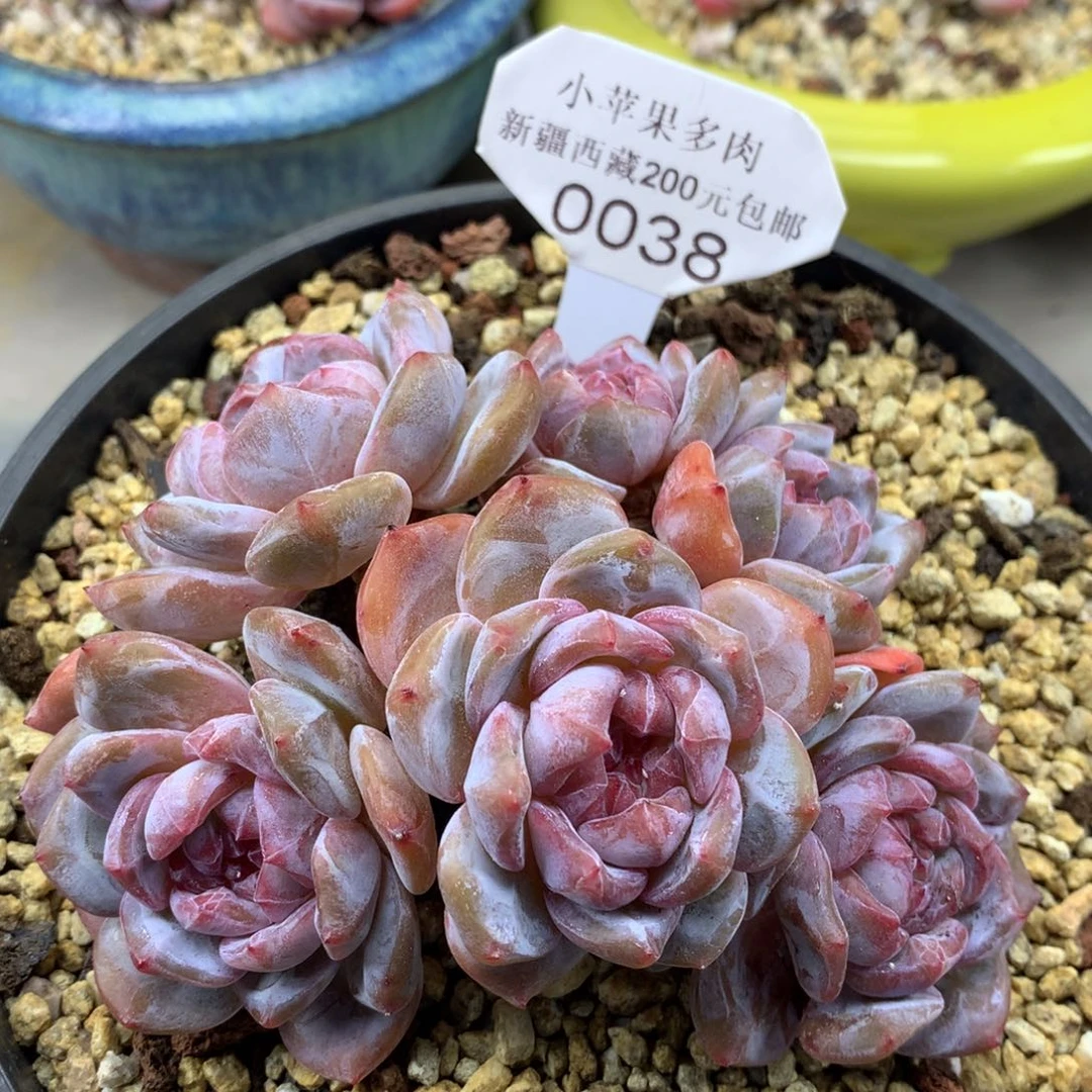 绿底紫心038/13cm6头