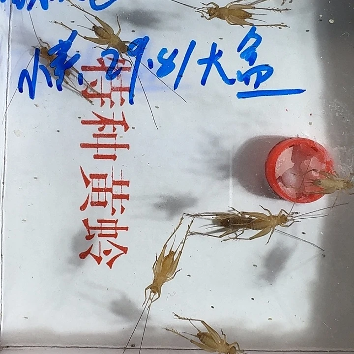 音***生蟋蟀11111111111111111