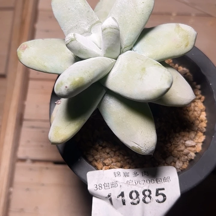 原产地拇指一物一拍1371