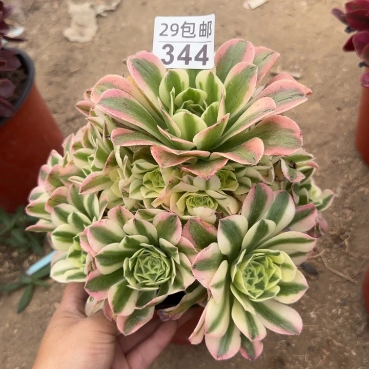 辛尼亚，多肉植物……