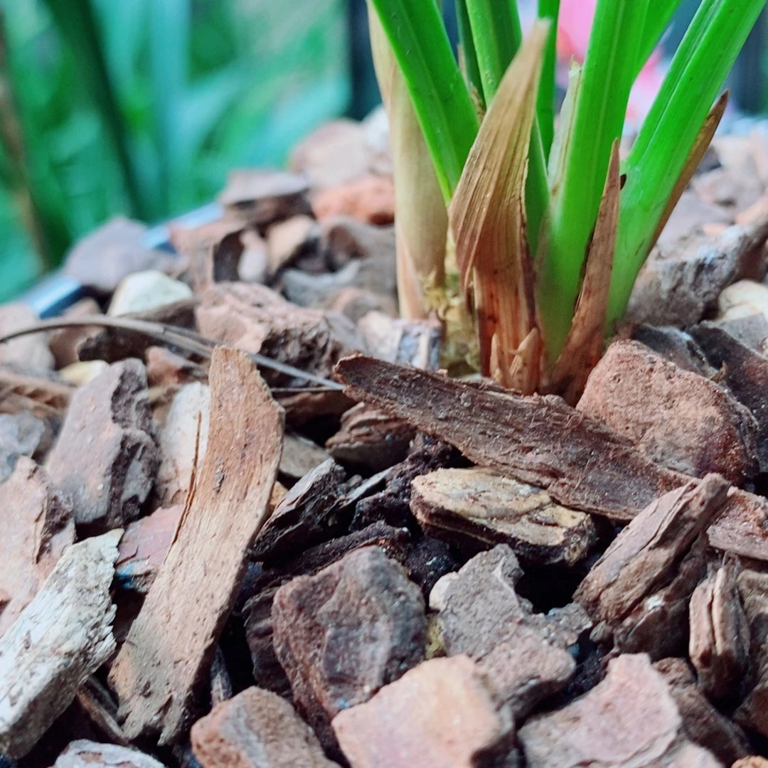当前无花栽培后可以开花
