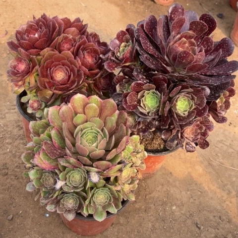 864多肉植物组合