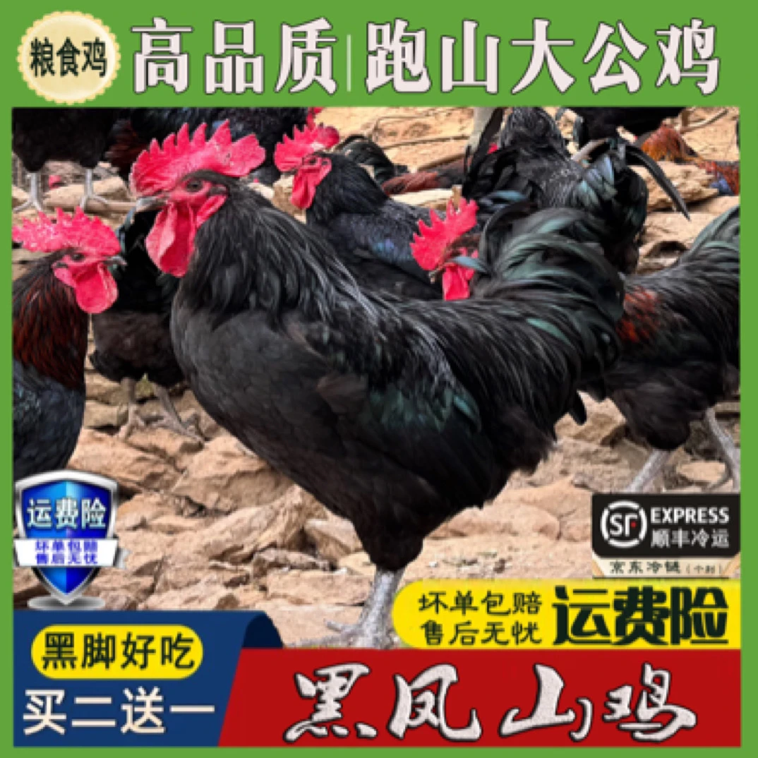 [3只跑山大公鸡黑脚】买2送1山林放养毛重13-15斤净重9-10斤带内脏