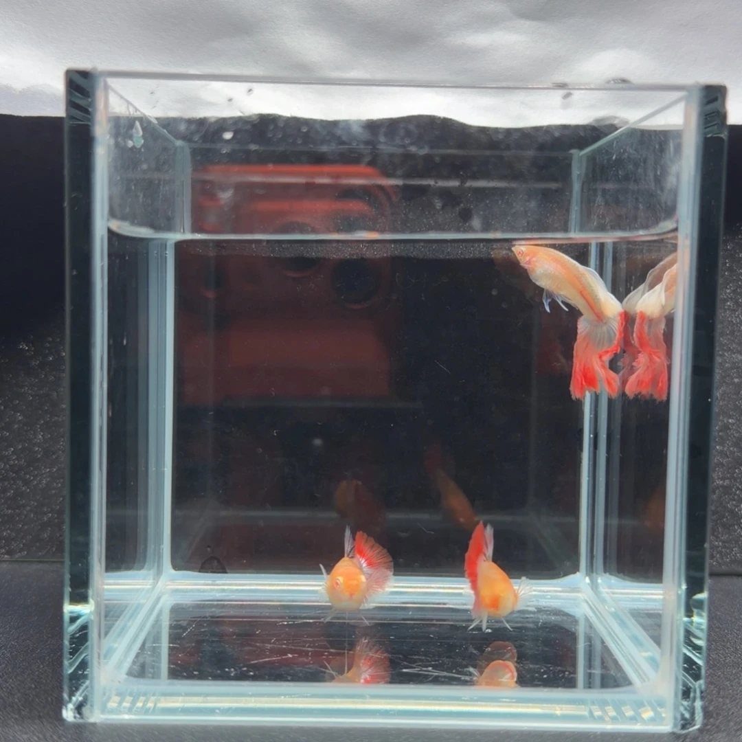 孔雀鱼红尘半月尾1公2母