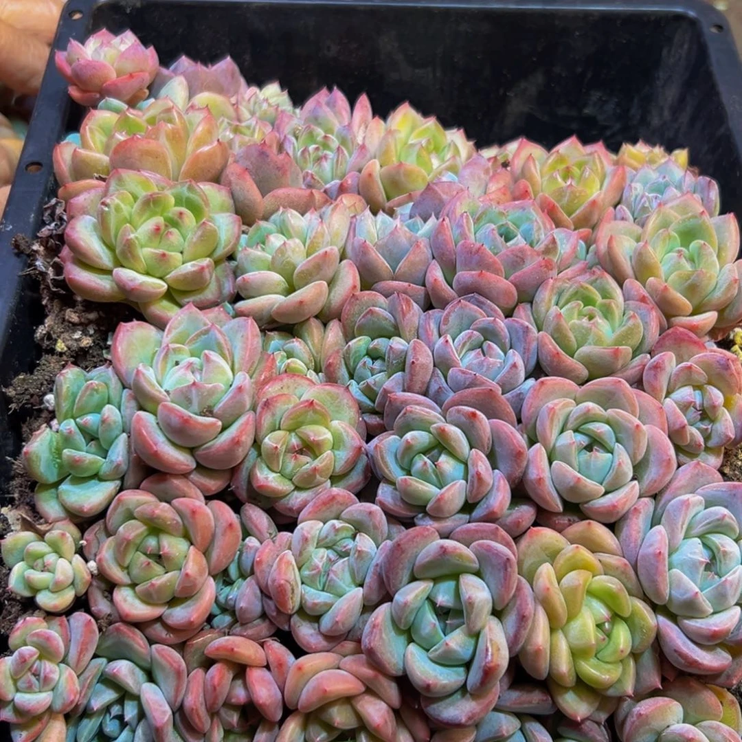 960大热天的一个小时后我才