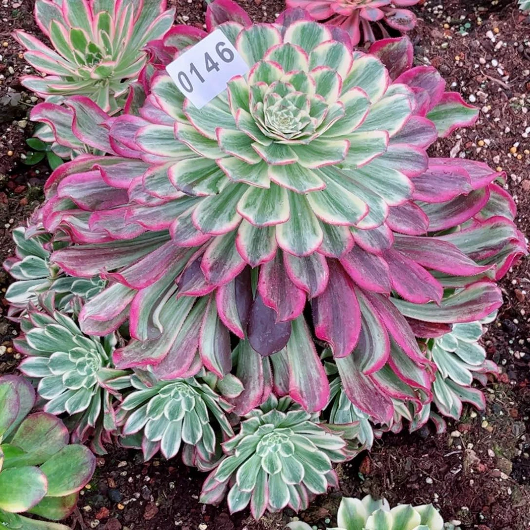 绿体云彩多肉特价发货