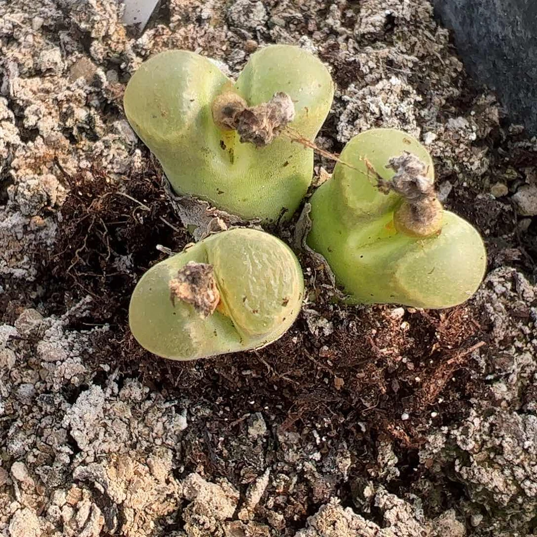 一物一拍母本MSG1527彩色蛋糕138