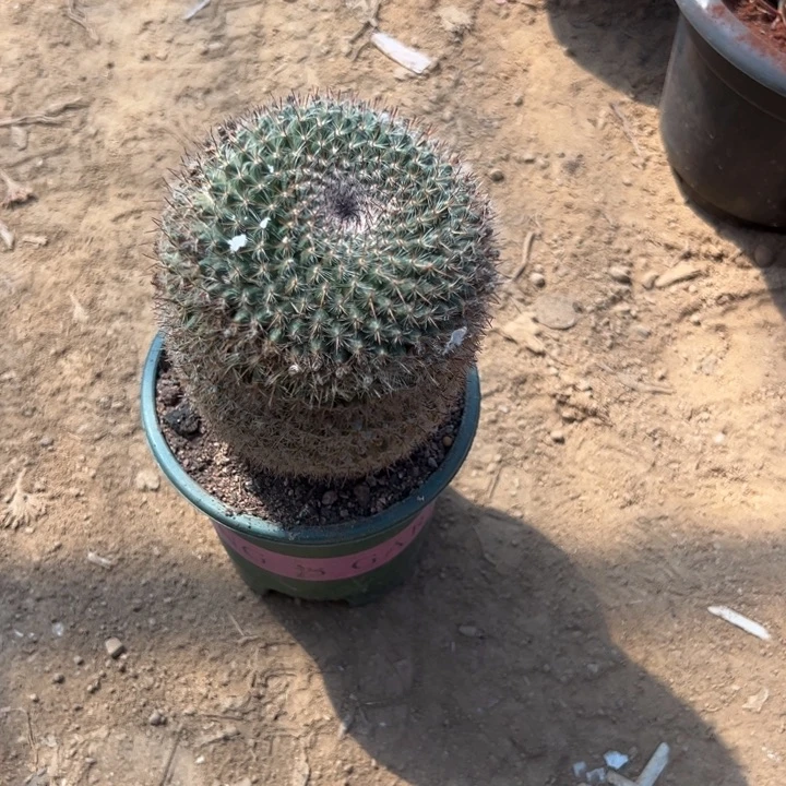 八***阴吉祥如意的大人物们