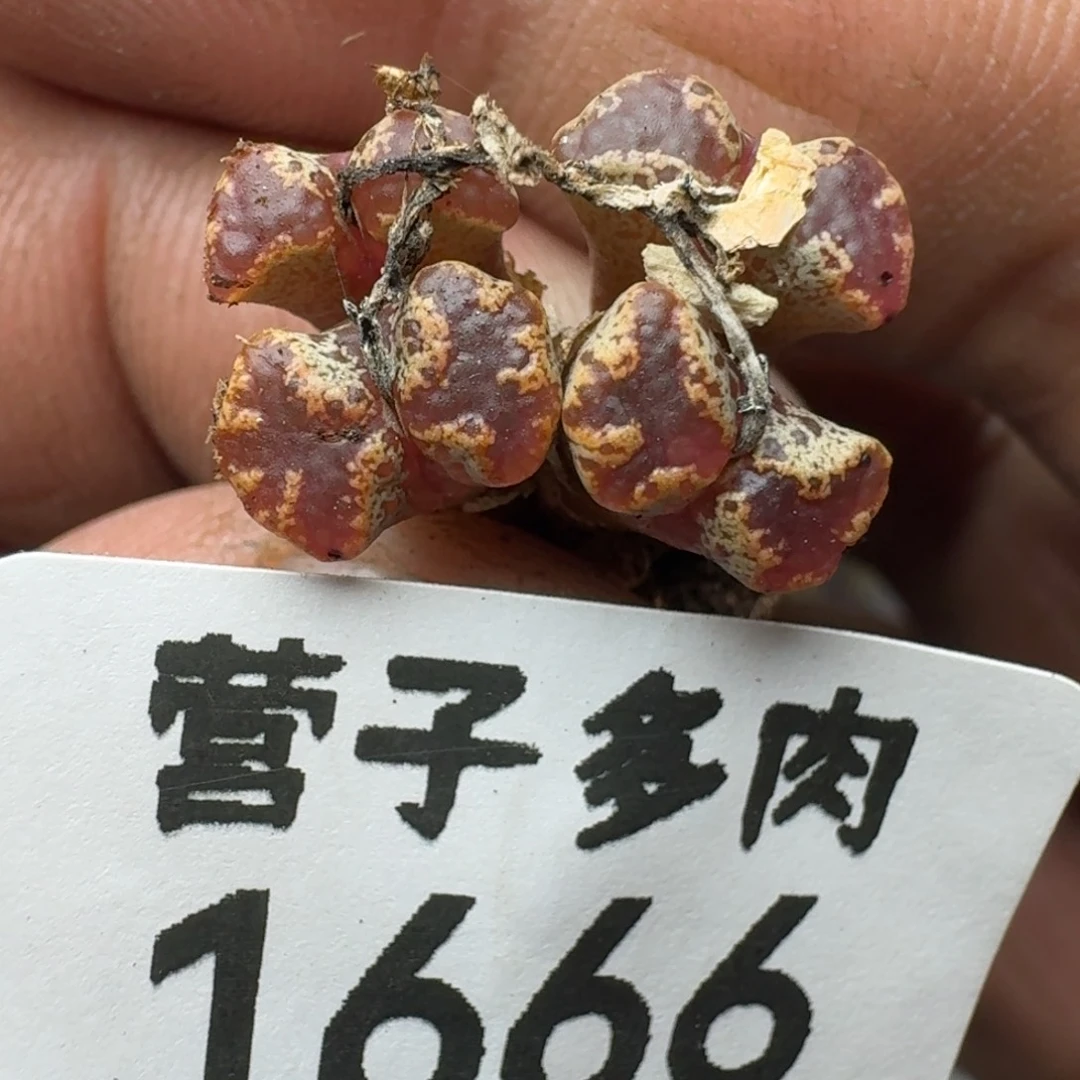 蝴蝶勋章。