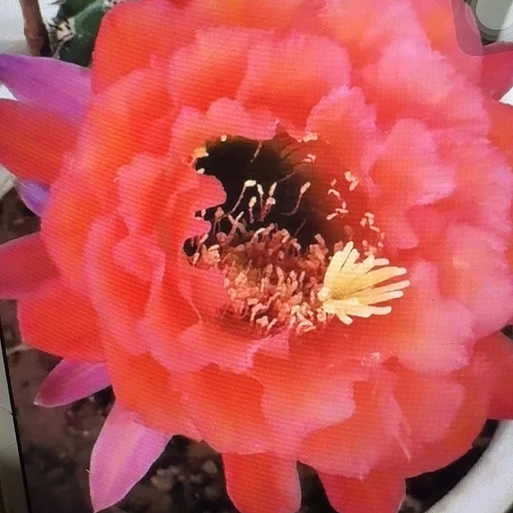 xt 侧芽5公分左右毛花柱（20包邮）