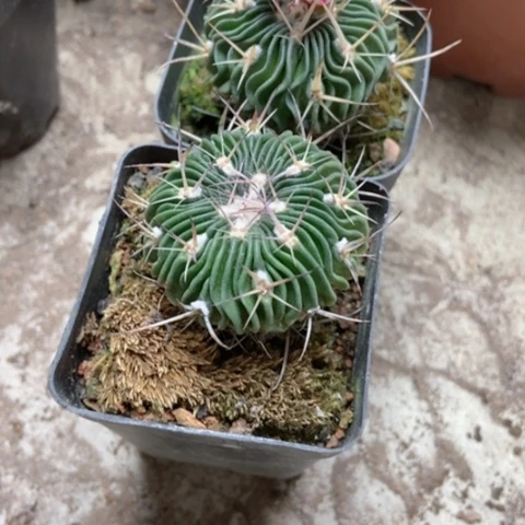 两盆多路仙人球5米仙人球