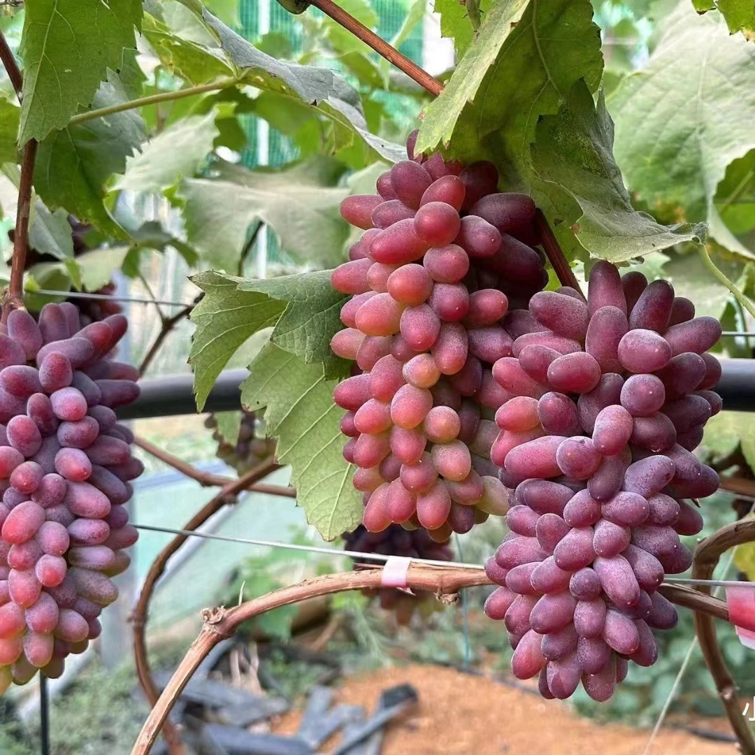 葡萄树苗嫁接茉莉香葡萄苗早熟无籽爬藤着色香葡萄树盆栽地栽红提