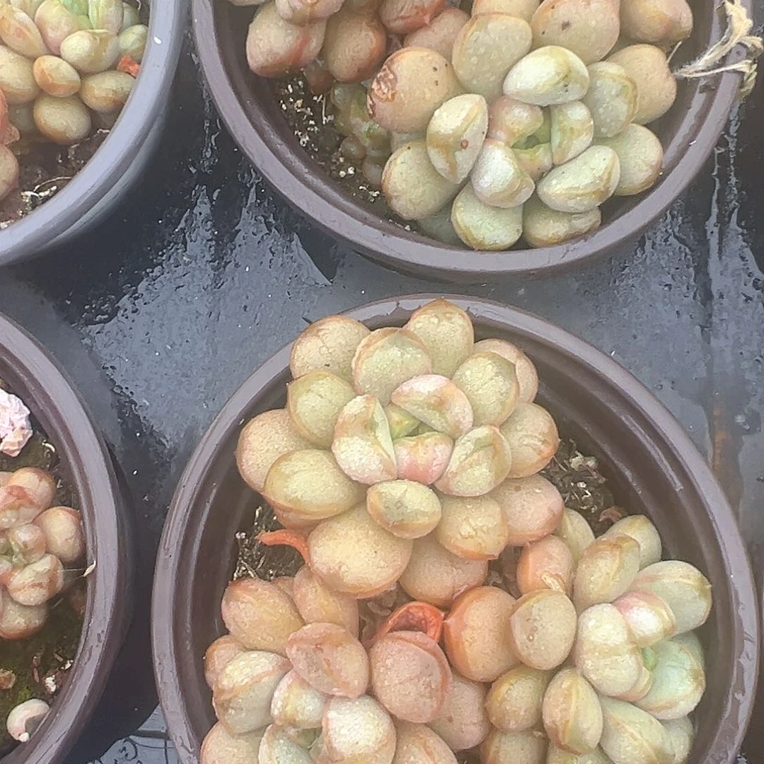 葡萄精品多肉植物