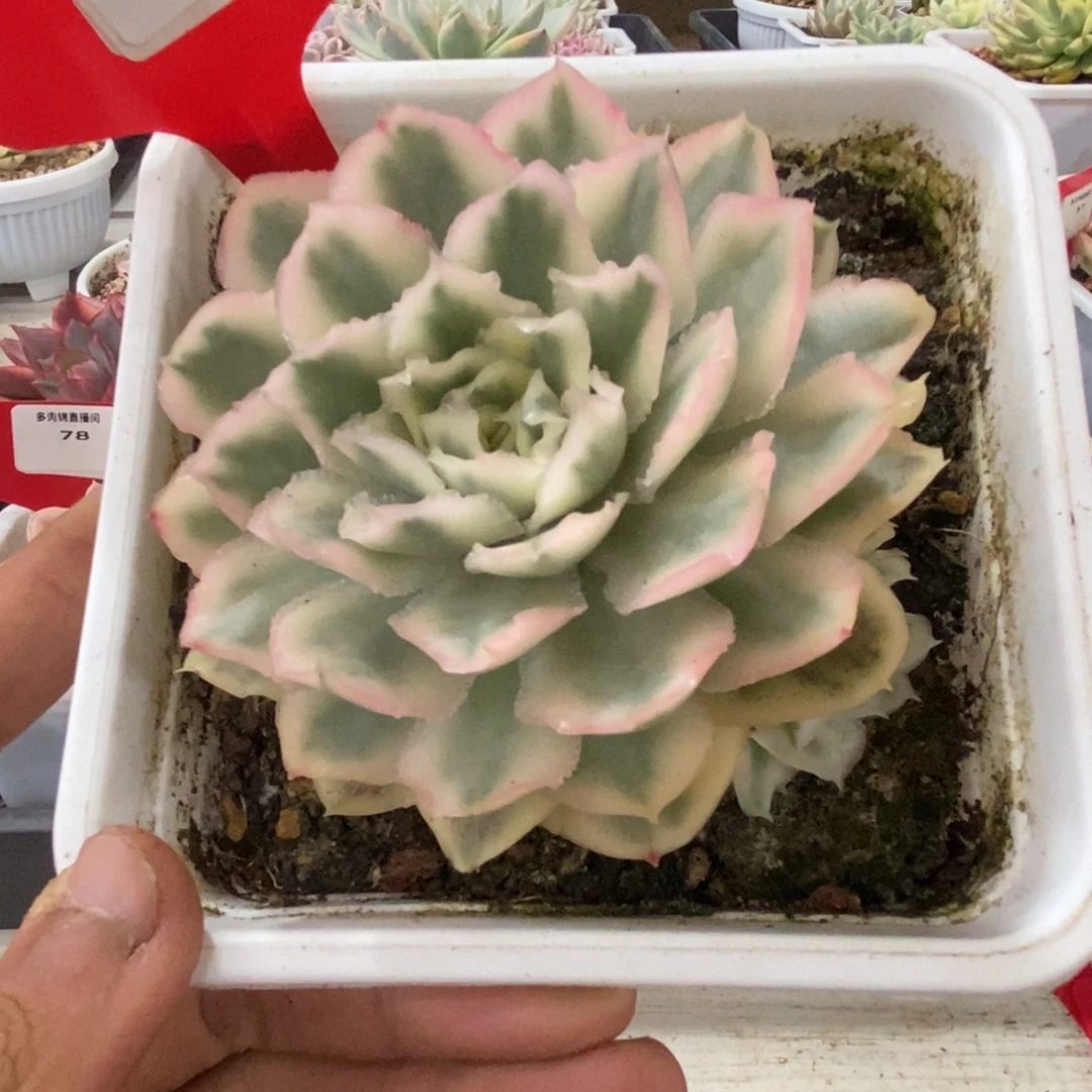 84号紫蝴蝶锦多肉植物