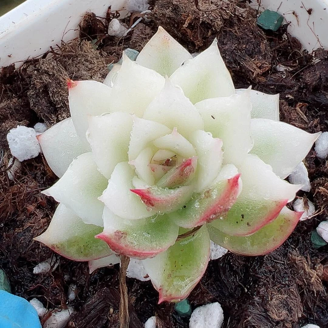 黑水晶锦，三分之二宽覆轮锦