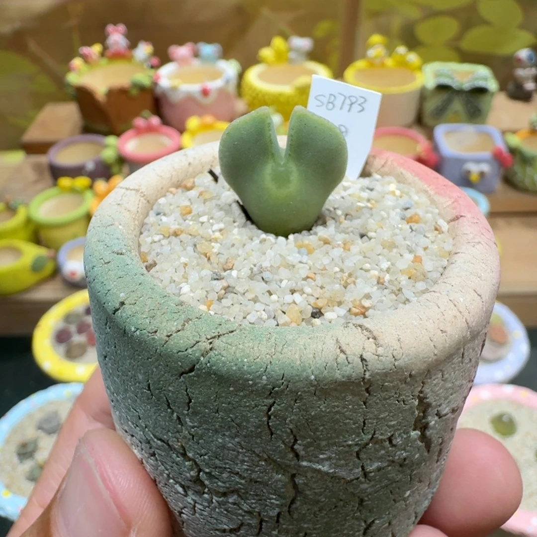 蘑菇1305大眼空蝉多肉植物