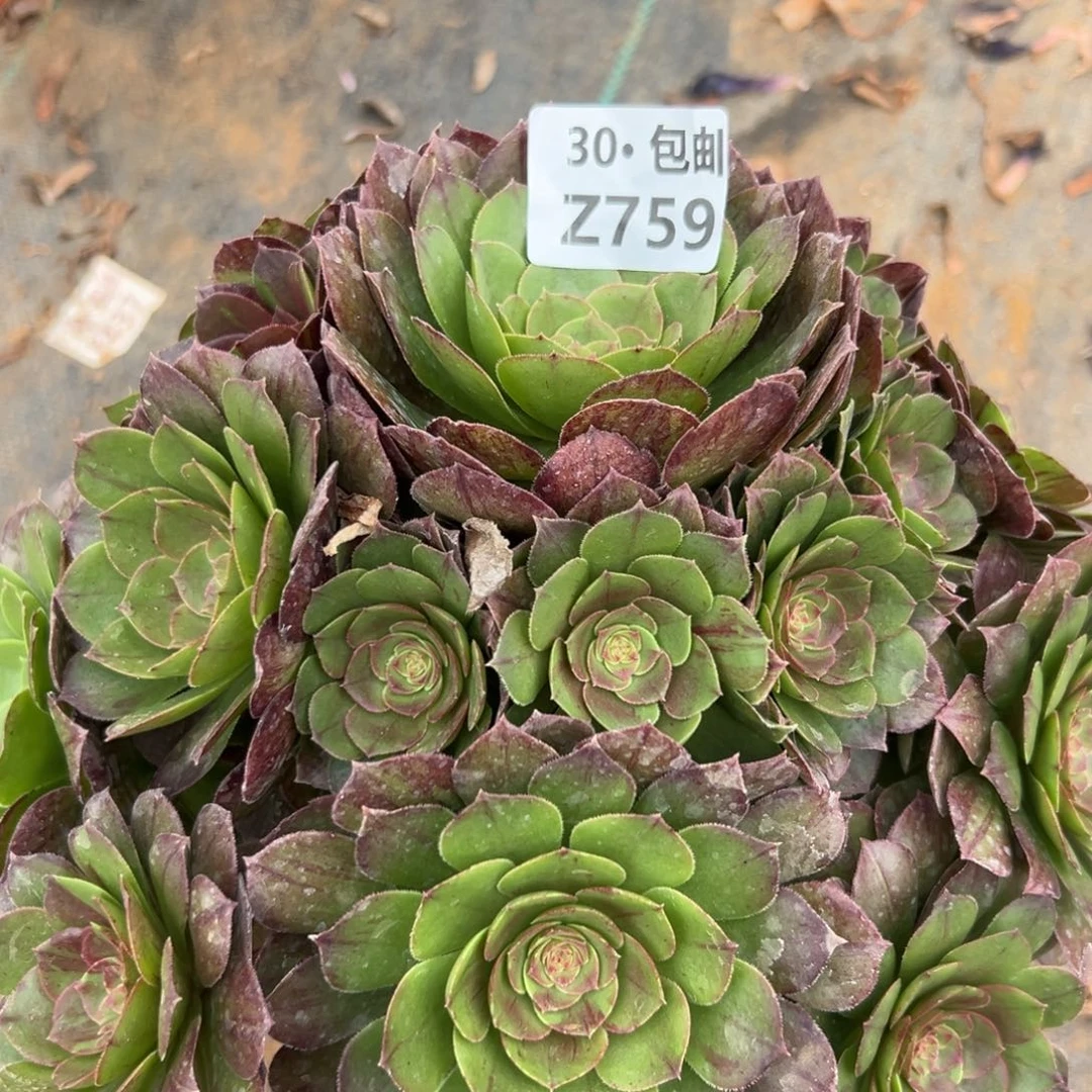 759花月夜，多肉法师