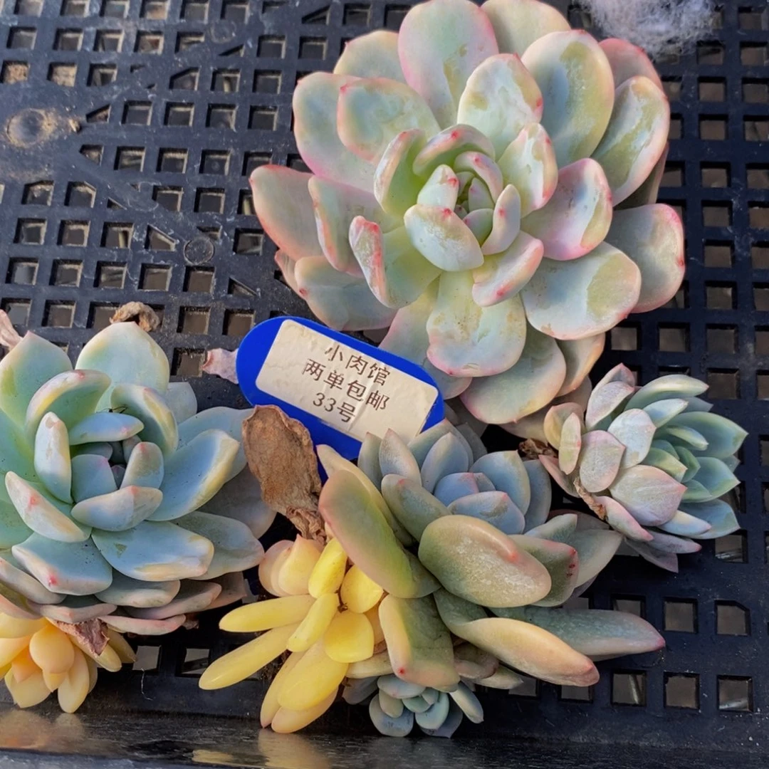 33-精品梦露锦打包