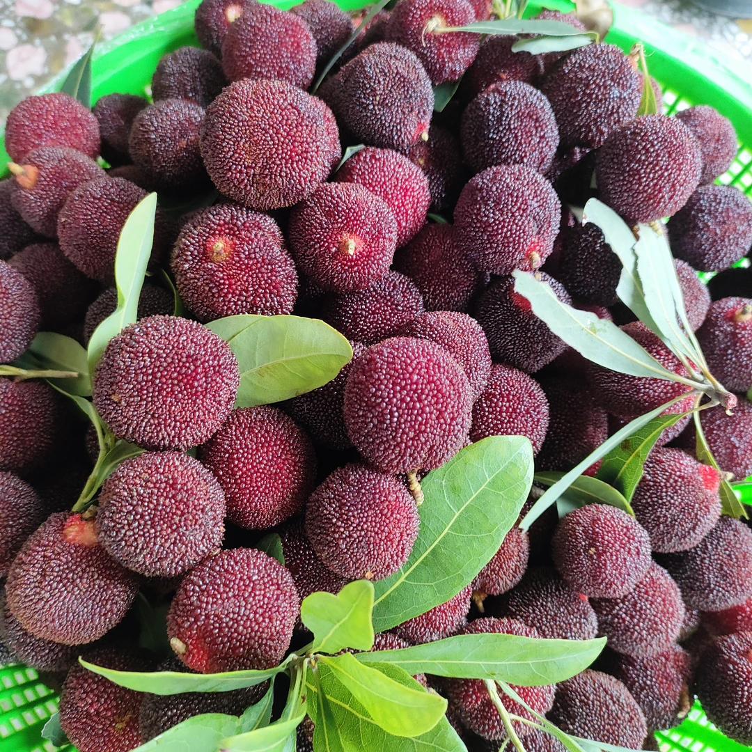 金灶本地五月红杨梅 个大清甜不酸孕妇水果2/4斤装