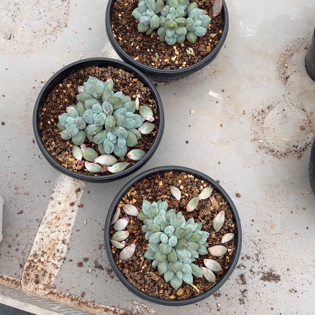 熙****阳啊石榴籽星影小树福利哥特