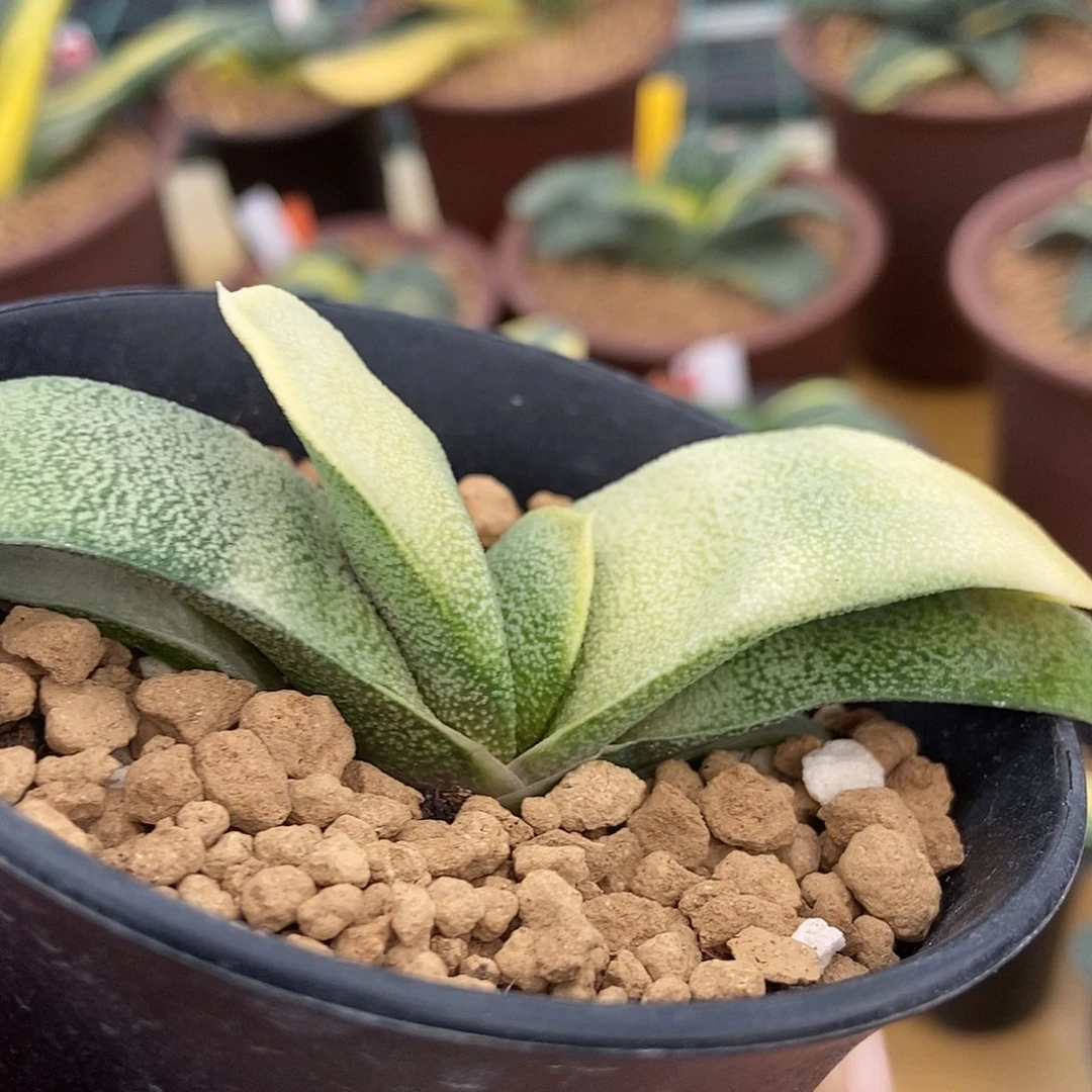 847实生卧牛转黄进带盆发货色