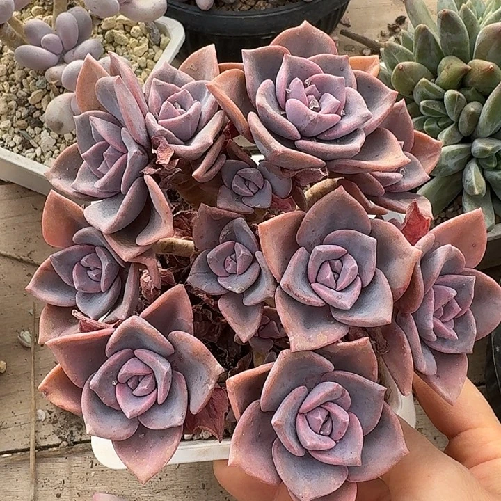 彩虹糖多肉植物的