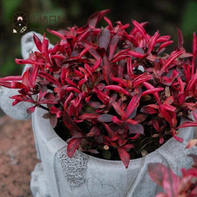 小椿日和 莲子草 新品多年生观叶秋色组盆盆栽花园阳台庭院