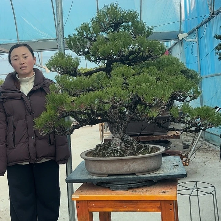 登***木无花朵34566677777