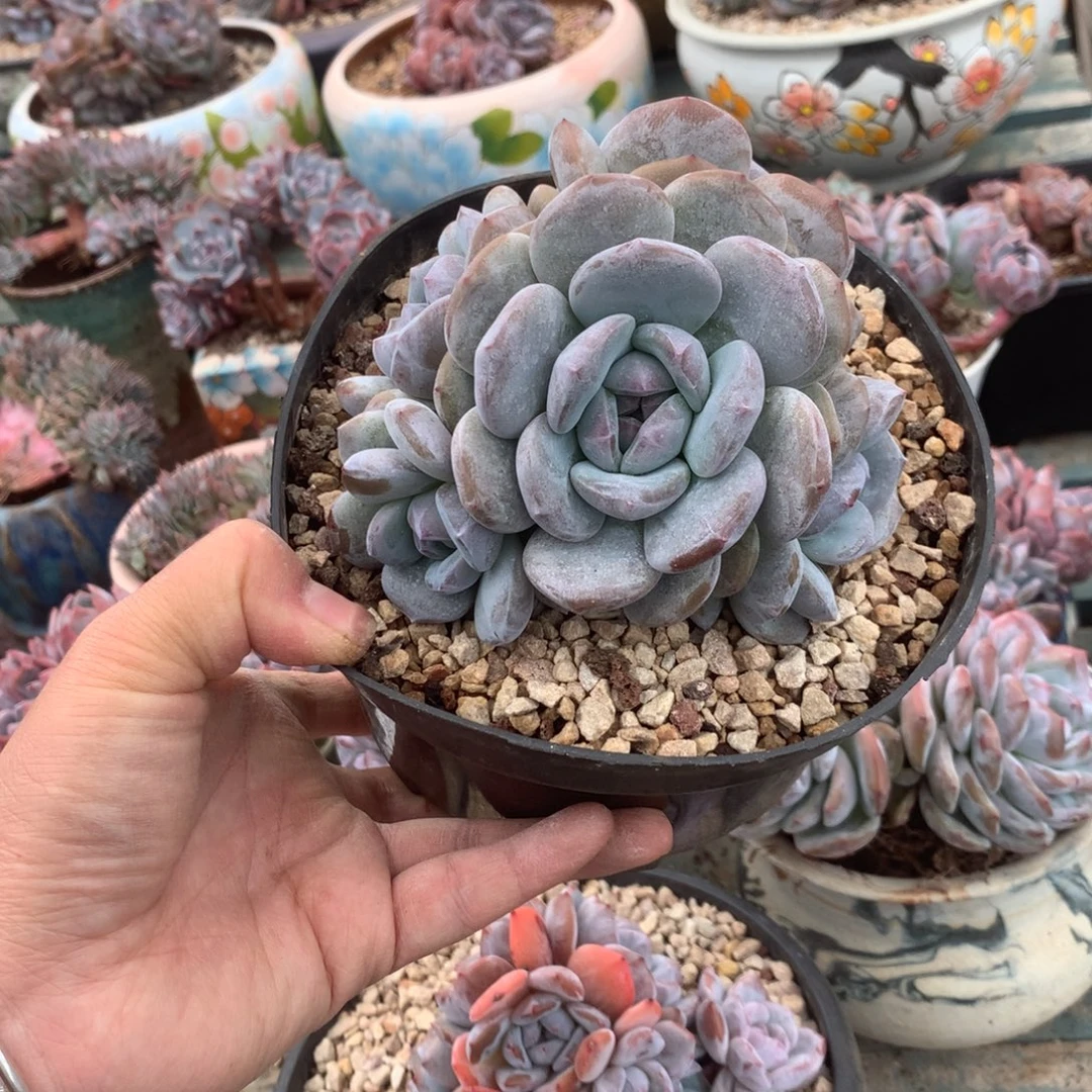 无花朵花花花花花花花花8