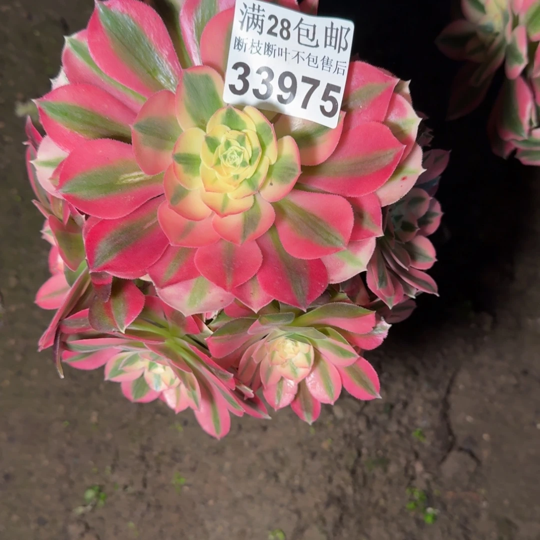 33975女巫多肉植物