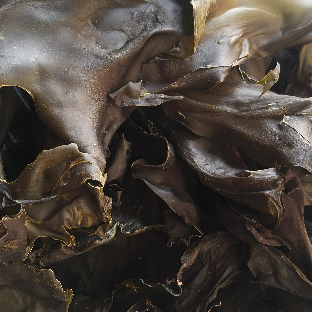 烘干干海带头厚片煲汤炖肉食材新鲜免洗可泡发