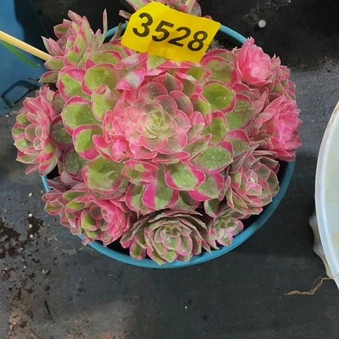3528孔雀翎多肉植物