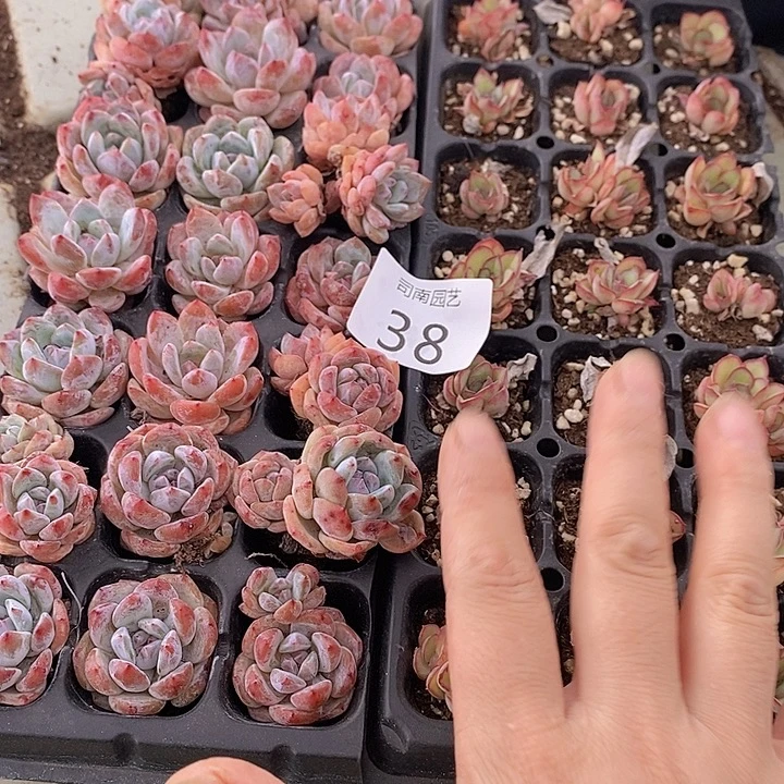 38 多肉植物盆栽花卉