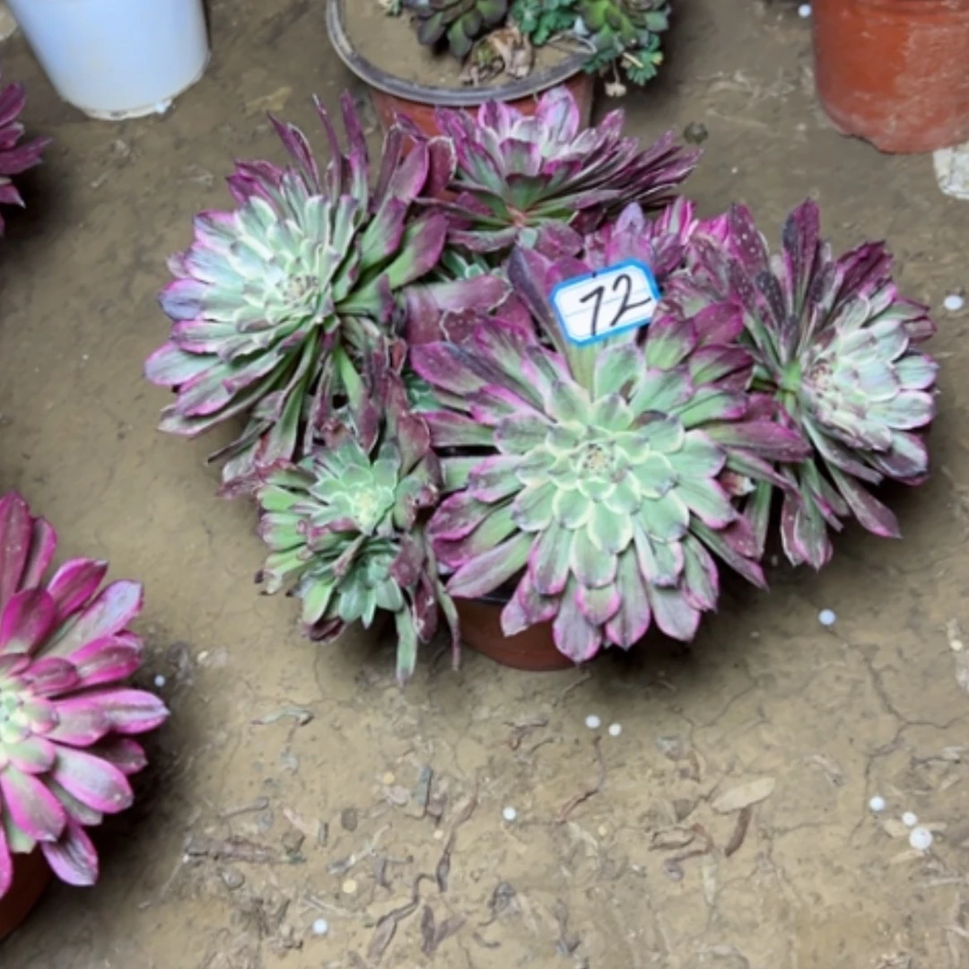 【闪购商品】多肉植物粉墨72