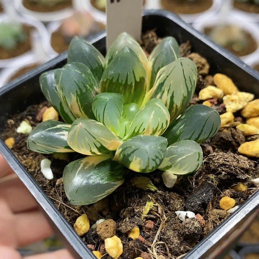 【闪购商品】112黑葡萄