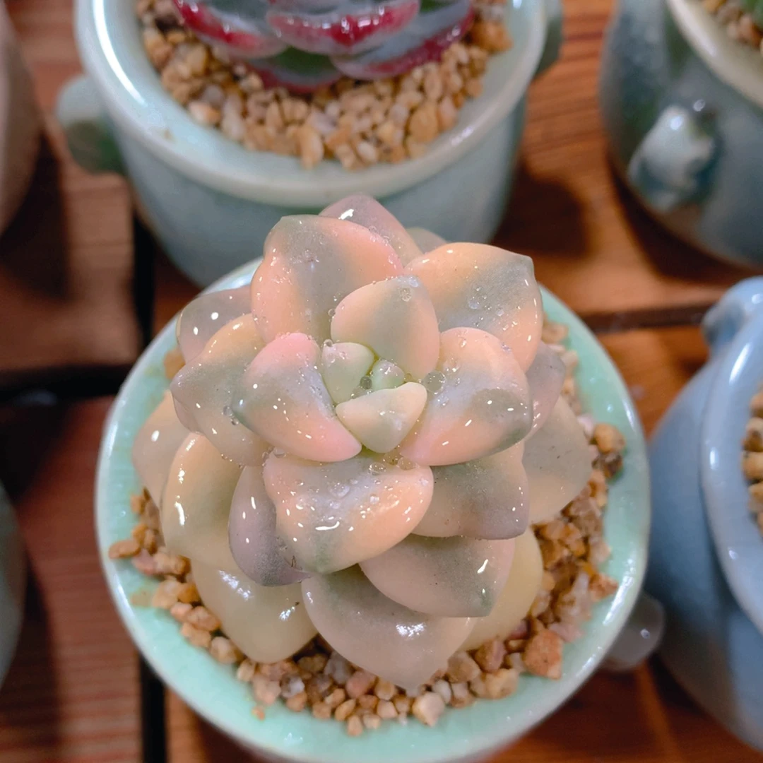 小尾巴5CM迷你拇指盆N037