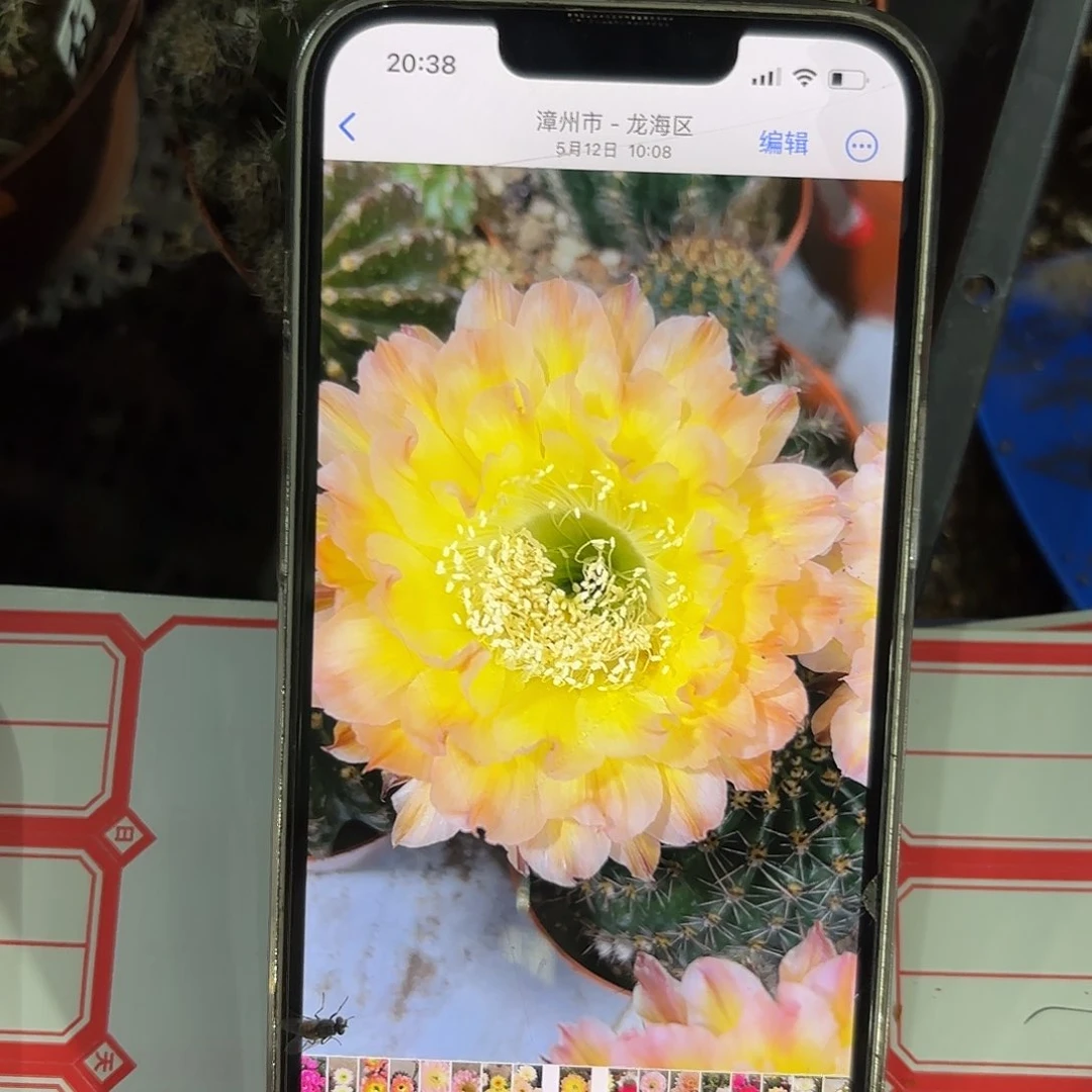 彩草20号6.5公分带崽