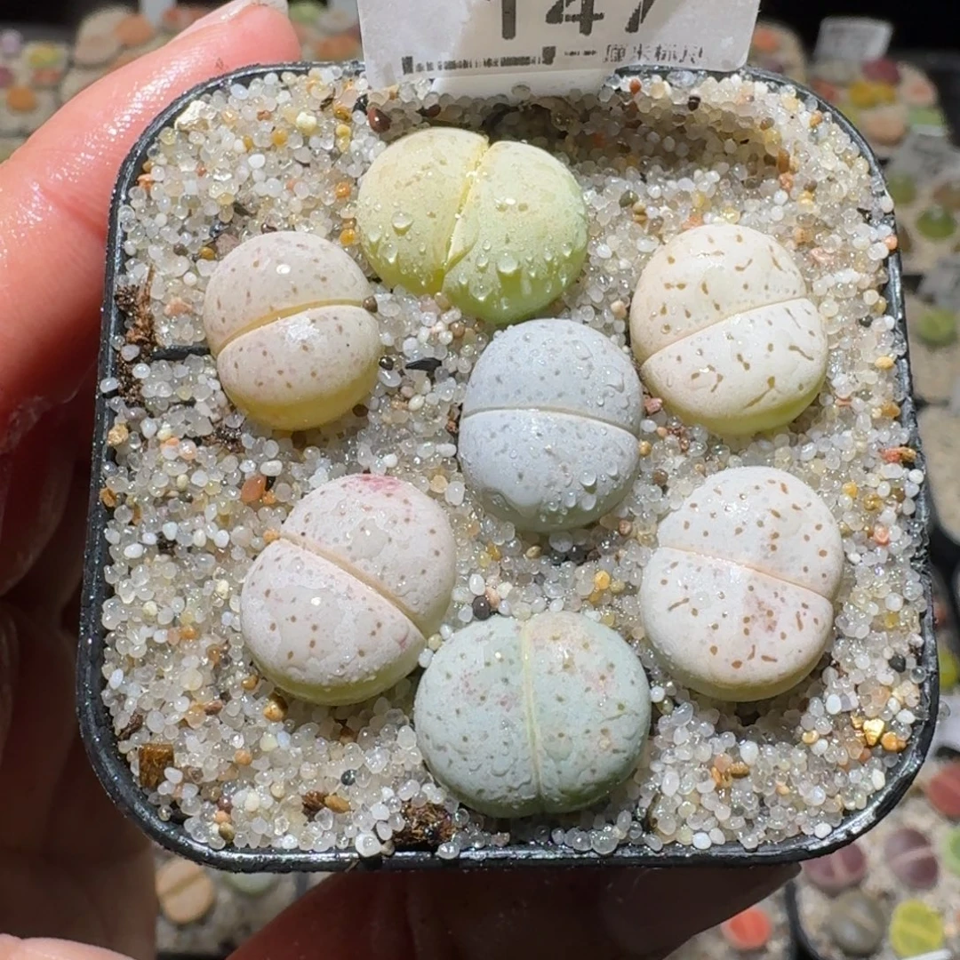 高品质生石花清清147
