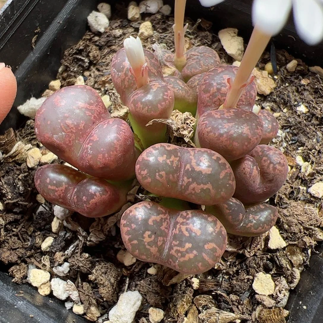【闪购商品】204 勋章