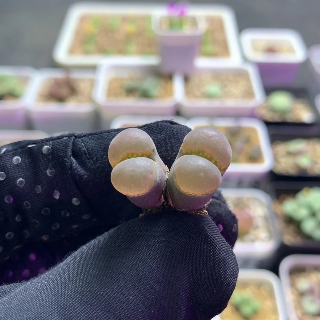 655温巴德c10母本