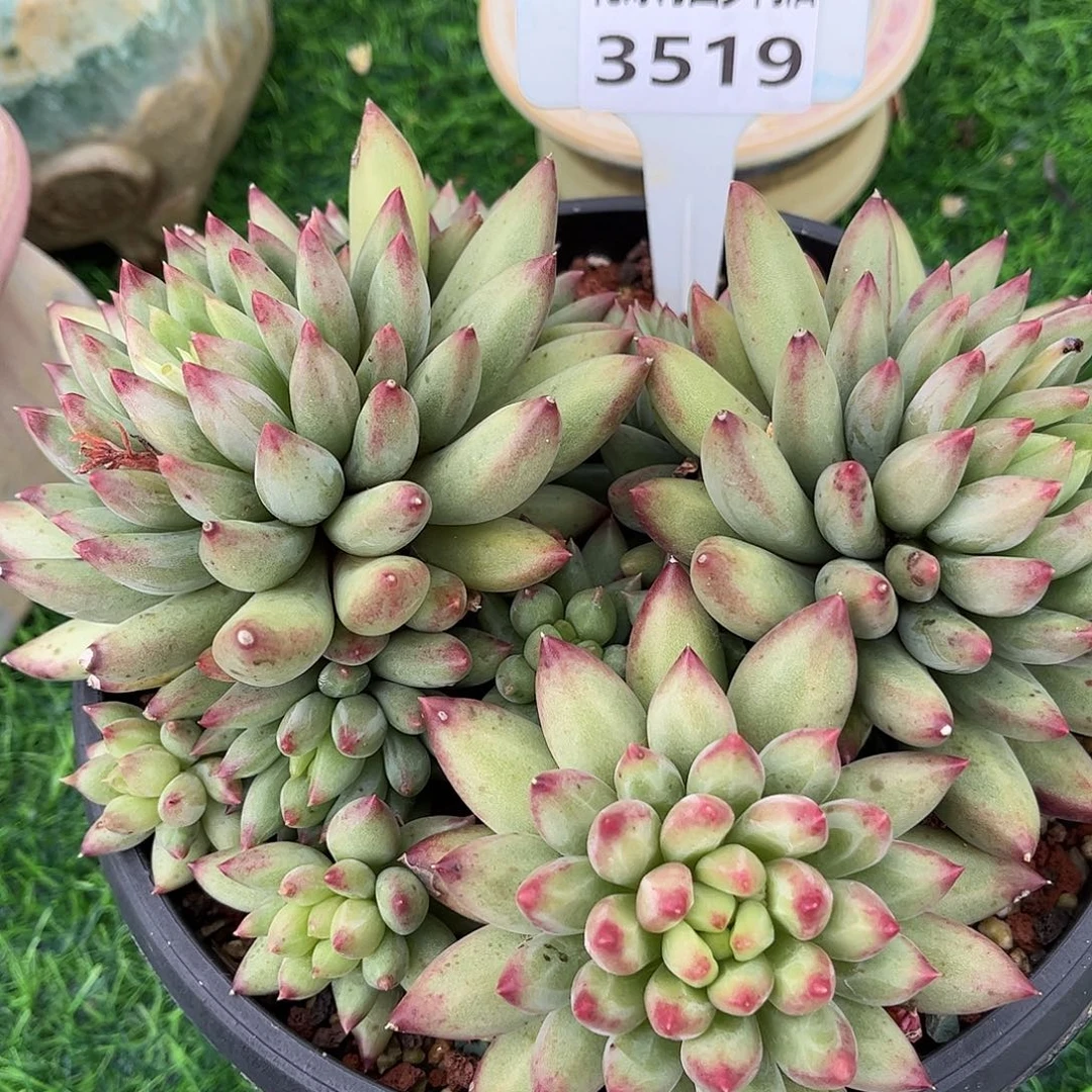 多肉植物3519 一定要拍个冷链哦