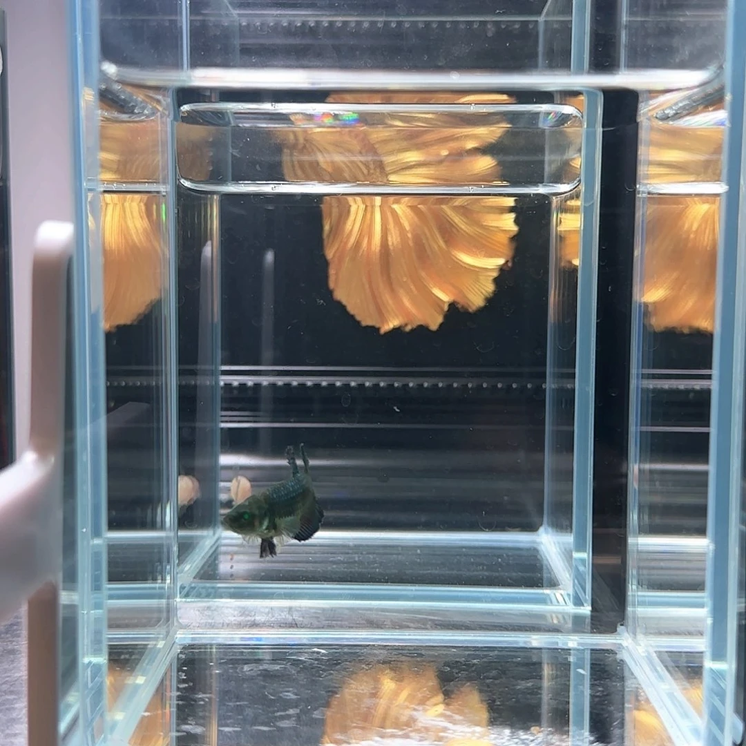 斗鱼活体观赏鱼好养耐活