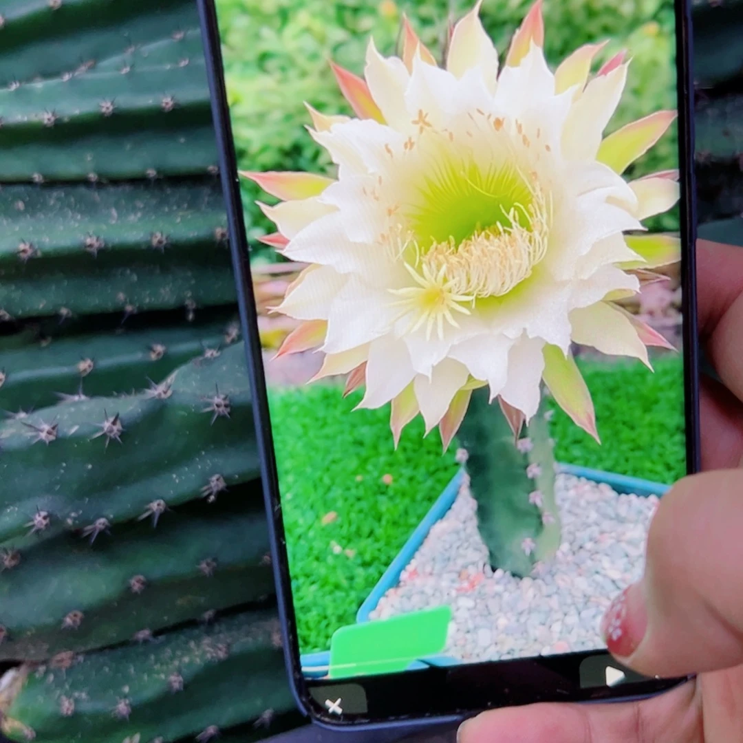 下28黑刺斑点歪无根侧芽25公分左右20包邮