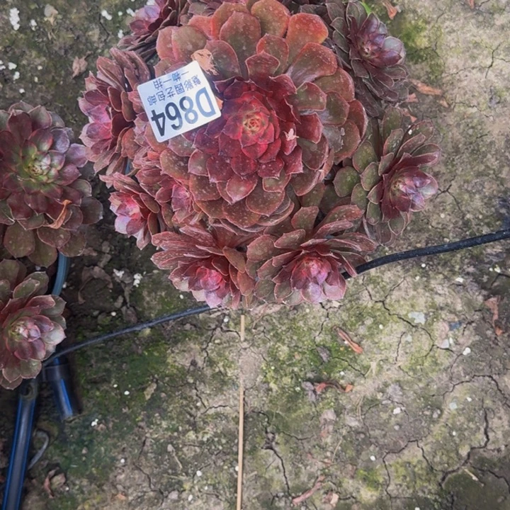 男爵花25-52包邮花花