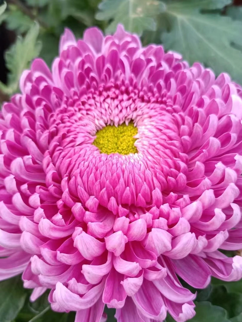 九月大菊（洹水映月）原盆原土发货