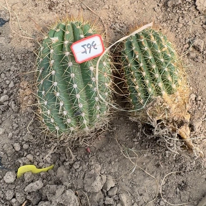 281新品毛花柱落地无木心斑2个洞