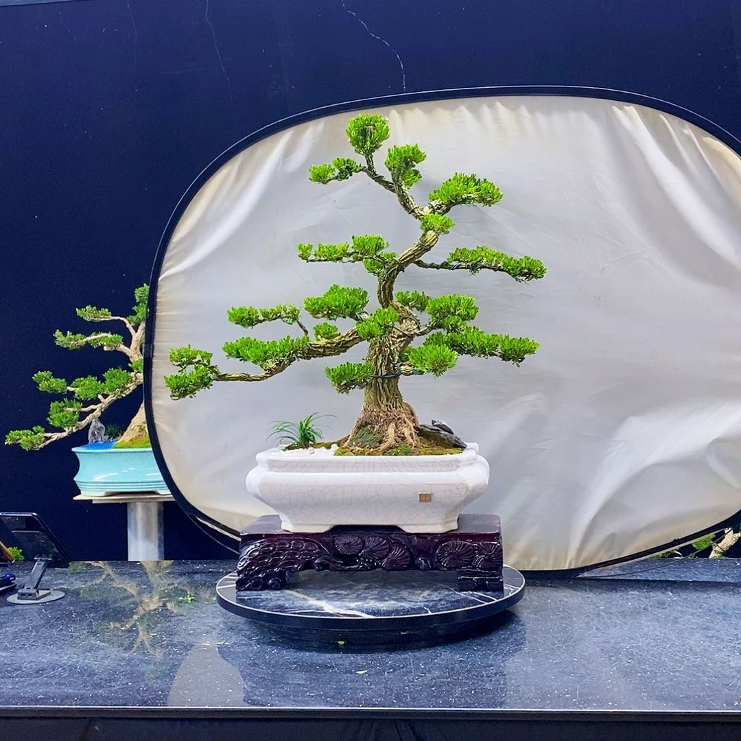 无花朵黄杨盆景造型