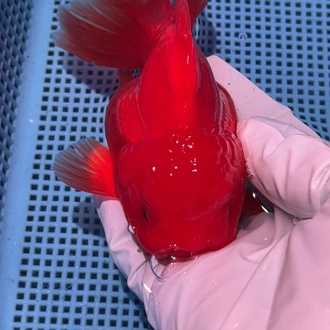 狮头鱼直播间一物一拍